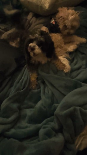 PUPPIES TOOK MY BED! 😱 (Link & Loki Won’t Move!)