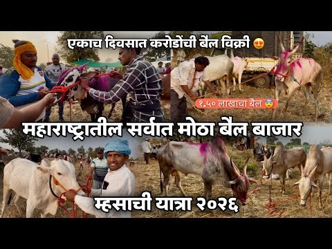 ठाणा रायगडमधील सर्वात मोठी यात्रा म्हसाची यात्रा-म्हसा यात्रा २०२६-एकाच दिवसात करोडोंची बैल विक्री 😍
