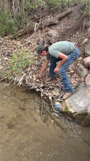 Catching a snake