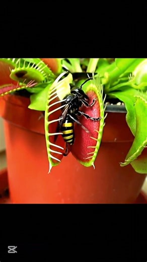 “This Killer Plant Eats Insects Alive 😱”. Don’t Miss This!