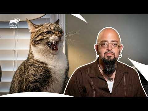 The Violent Cats Best Behavior Transformation | My Cat From Hell S4 E17 | Animal Planet India