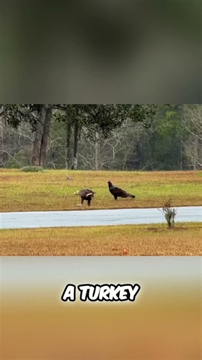 Paul Family Ranch On YouTube Incredible Eagle Sighting! Double Eagle & Vulture Fight! #shorts