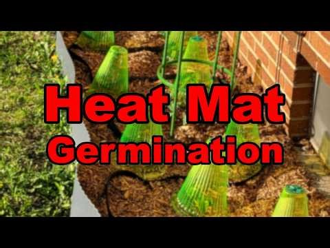 When and How to Use a Heat Mat for Seed Starting