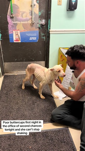 Buttercup the Traumatized Dog: Foster Needed Tonight | Mobile Animal Services