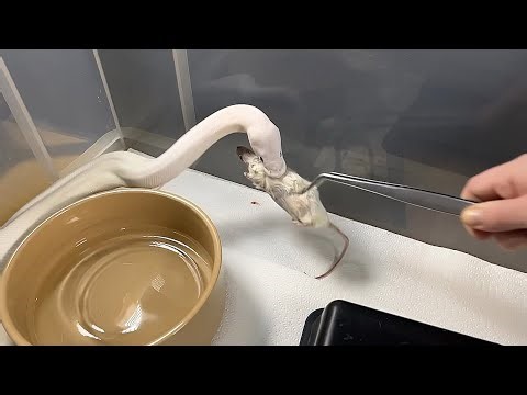 OROCHIMARU | Super Fire Royal / Ball Python | #feeding #highlights 🤍🎬 (07.12.25)