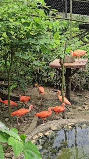 Living Fire! The Incredible Scarlet Ibises of Cebu Safari!