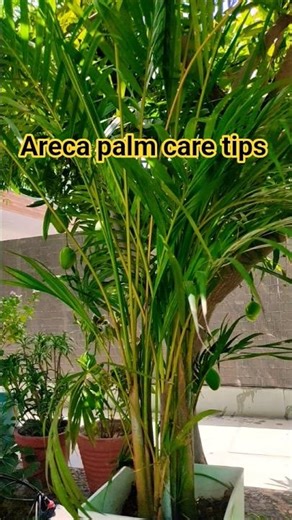Areca palm care tips। #shortsfeed #garden #plants #plantcare #nature #homedecor The Little move