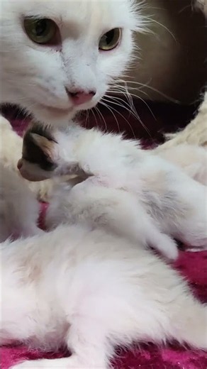 A cat and five kittens. #cats