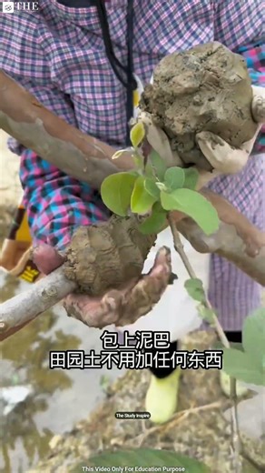 China's Fastest Way To Grow Guava Plants! 🌱 😳 #shortsvideo