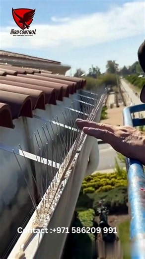 Bird Control Dubai | Bird Netting, Bird Spikes & Wire Systems Explained (2026)