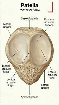 Patella Anatomy Explained 🦴 | Kneecap, Quadriceps & Knee Extension #Shorts