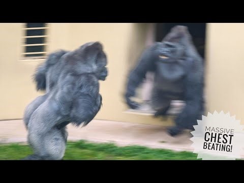 Massive Gorilla Chest-Beating! | the Silverback leads his group | Shabani's group