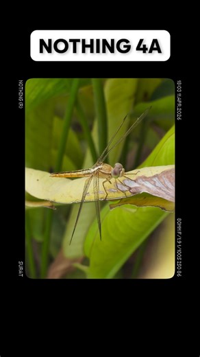 Nothing 4A 🔬 Macro Camera Test – INSANE Close-Up Shots! 😳🔥