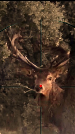 Red Deer Shooting | sparare al cervo rosso | cazar ciervos rojos