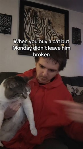 theskitmaker on Instagram: "idk if anyone will understand the Monday left me broken reference 😭 #mondayleftmebroken #funny #meme #2023 #cat"
