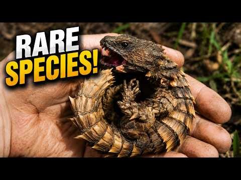 RAREST Reptile Species In The World!