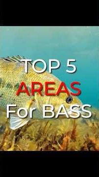 Top 5 AREAS To Find A BASS
