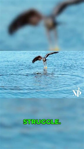 Precision Strike: Eagle's Hunting Masterclass #predator #wildlife #amazing