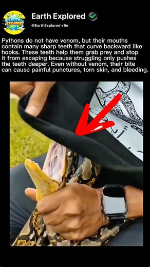 Pythons deadly secret #animals #facts #health #nature #scary #snake #fun