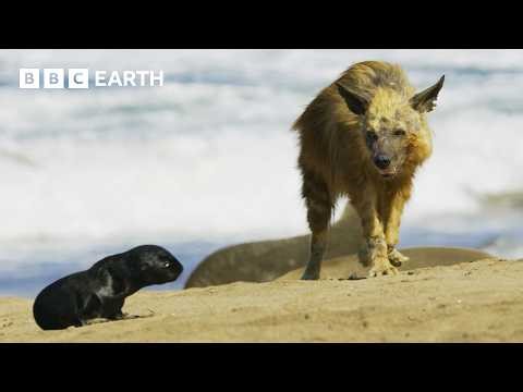 Africa's Most Intense Battles for Survival | BBC Earth