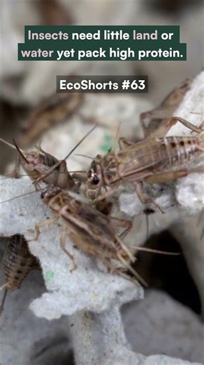 EcoShorts #63: Insects as Protein