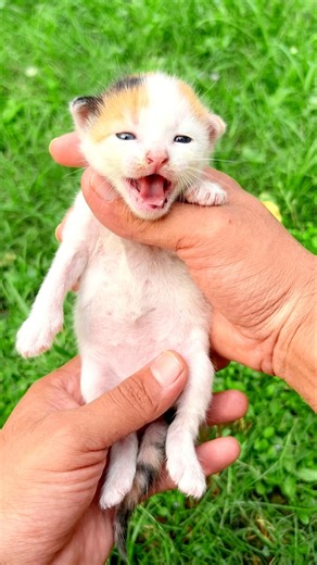Kitten meowing 🔥 | Cat sound | Cat voice | Cat videos | Cat | Persian cat sound | Cats | Kittens
