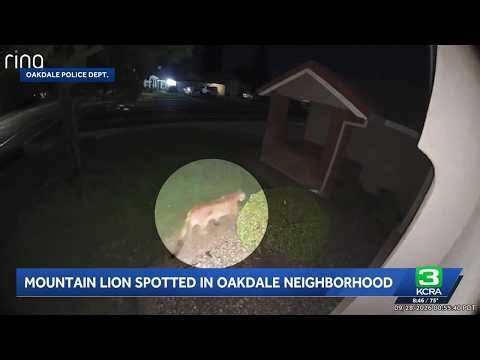 Mountain lion sighting in Oakdale prompts safety reminders