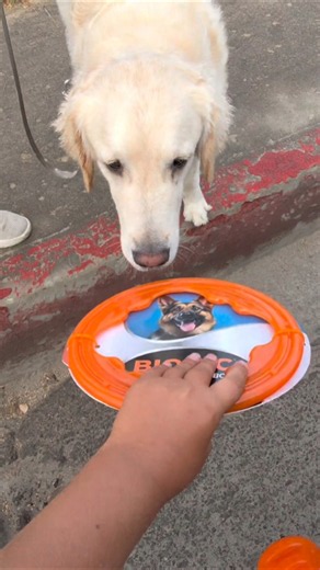 🐾 Met Tombo the Golden Lab for today’s free dog toy test!