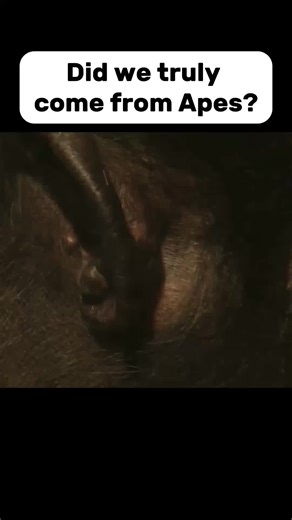The Evolution of Humans from Apes Explained