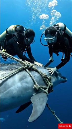 Diver Saves Trapped Dolphin 🐬 | Emotional Ocean Rescue Story