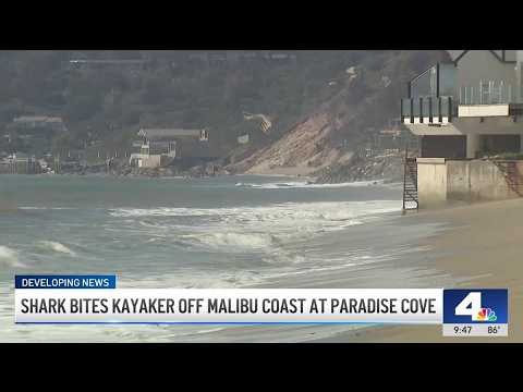 Shark bites kayaker off Malibu coast at Paradise Cove