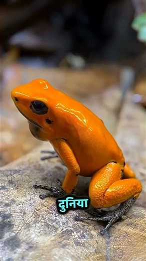 Some of the most dangerous animals in the worlddon’t look scary at all 😨 #huntingmonsters #wildlife