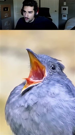 Craziest Bird Sounds Ever! 😯