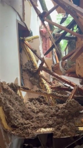 Tree falls on home in Jeffersonville, IN