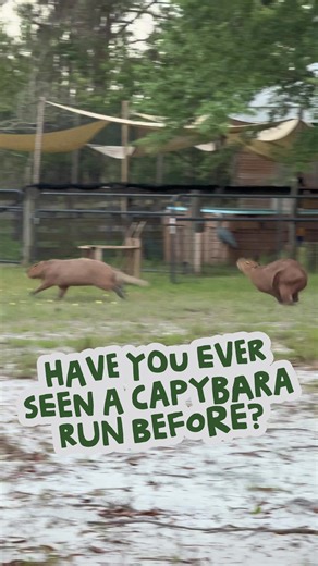 Surprising Capybara Running Videos You Won't Believe!