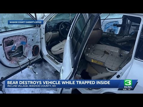Tahoe-area bear destroys car
