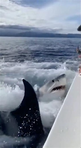 Shark vs Killer Whale: Real-Life Ocean Showdown Caught on Camera