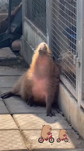 Capybara: The Essence of Peace and Happiness