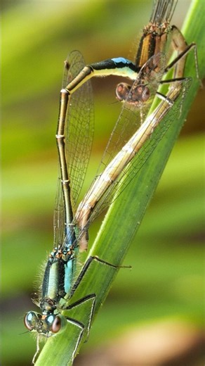 These Damselflies Fly Tandem for an Hour After Mating | #DeepLook #Shorts