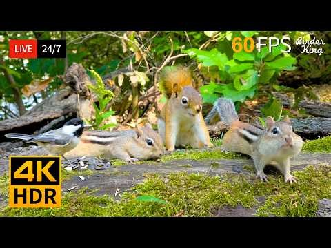 🔴 24/7 LIVE: Cat TV 😺 Summer Fun with Chipmunks, Squirrels and Birds 🐿 4K Cat Games HDR