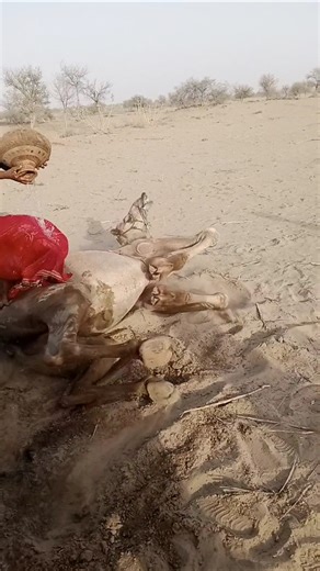 Amazing Desert Scene of Cooling a Camel with Water 🐪💦❤