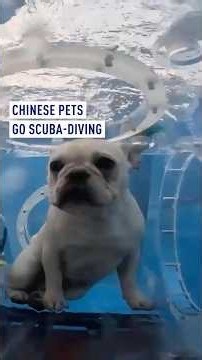 Chinese pets go scuba-diving