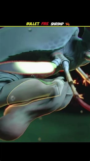 How Pistol Shrimp Fires Its Bullete #shorts