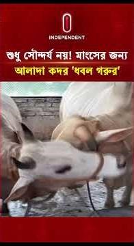সৌন্দর্য ও মাংসের জন্য জনপ্রিয় সাদা গরু | White Cow | Independent TV