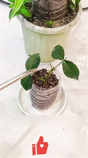 Ultimate Guide to Rose Cuttings! Turn one stem into a whole new bush ✂️🌿✨