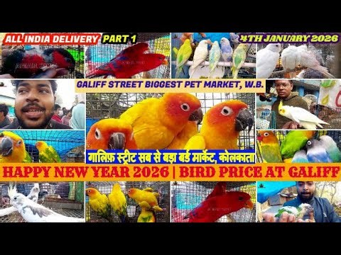 Today Exotic Bird Price at Galiff Street Market |CheapPrice|জেনে নিন আজ টালা হাটে পাখির দাম|04/01/26