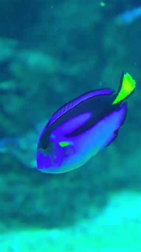 🐟 One of the Most Colorful Fish in the Ocean