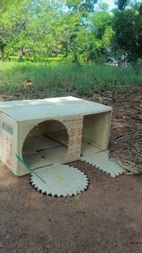 Good Technique DIY Quail Trap Using Cardboard Box #Shorts #Outdoors #camping