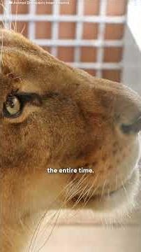 Two Circus Lions in Love Finally Find Freedom —Together | The Dodo