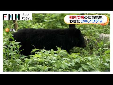 東京・八王子市でツキノワグマがわなにかかる　都内で初めて緊急銃猟行われる（2026年09月29日）